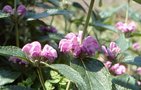 vignette Phlomis herba-venti