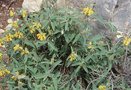 vignette Phlomis longifolia