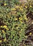 vignette Phlomis lunariifolia