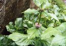 vignette Phlomis macrophylla