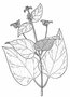 vignette Phlomis maximowiczii