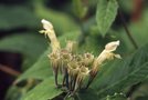 vignette Phlomis megalantha