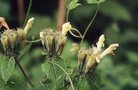 vignette Phlomis megalantha