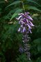 vignette Buddleja lindleyana