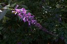 vignette Buddleja lindleyana