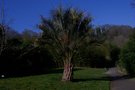 vignette Butia capitata 'Strictior'