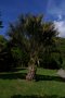 vignette Butia capitata 'Strictior'