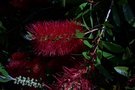 vignette Callistemon citrinus 'Splendens'