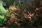 vignette Callistemon citrinus 'Splendens'