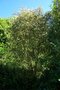 vignette Callistemon flavovirens