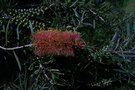 vignette Callistemon pachyphyllus