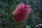 vignette Callistemon pachyphyllus