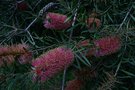 vignette Callistemon pachyphyllus