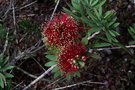 vignette Callistemon viminalis 'Little John'