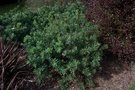 vignette Callistemon viminalis 'Little John'