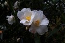 vignette Camellia 'Cornish Snow'