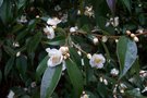 vignette Camellia cuspidata