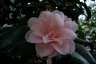 vignette Camellia 'Fleur de Pecher'