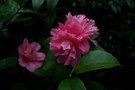 vignette Camellia 'Fragrant Pink'