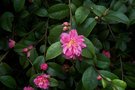 vignette Camellia 'Fragrant Pink'