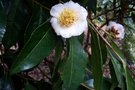 vignette Camellia granthamiana