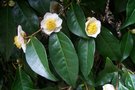 vignette Camellia granthamiana