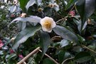 vignette Camellia irrawadiensis