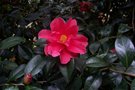 vignette Camellia 'Freedom bell'