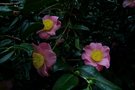 vignette Camellia japonica 'Gosho zakura'