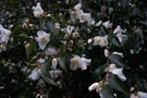 vignette Camellia lutchuensis