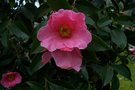 vignette Camellia reticulata 'Captain Rawes'