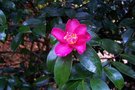 vignette Camellia sasanqua 'Crimson King'