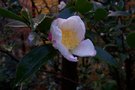 vignette Camellia sasanqua 'Rainbow'