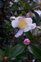 vignette Camellia sasanqua 'Rainbow'