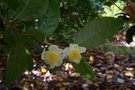 vignette Camellia sinensis