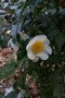 vignette Camellia yunnanensis