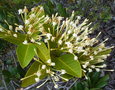 vignette Ixora francii var. angustifolia