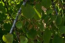 vignette Cercidiphyllum japonicum 'Pendulum'