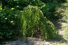 vignette Cercidiphyllum japonicum 'Pendulum'