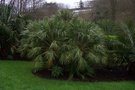 vignette Chamaerops humilis