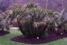 vignette Chamaerops humilis