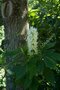 vignette Clethra alnifolia