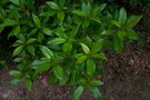 vignette Clethra arborea