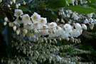 vignette Clethra arborea