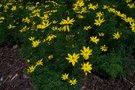 vignette Coreopsis 'Zagreb'