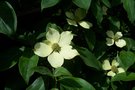 vignette Cornus capitata