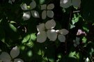 vignette Cornus 'Norman Hadden'