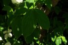 vignette Cornus 'Norman Hadden'