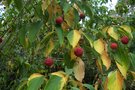 vignette Cornus 'Norman Hadden'