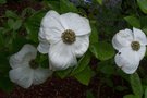 vignette Cornus nuttalii 'Ascona'